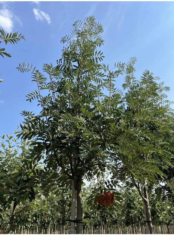 Eberesche - Vogelbeere 'Asplenifolia' | Sorbus aucuparia 'Asplenifolia' Eberesche - Vogelbeere 'Asplenifolia' | Sorbus aucuparia 'Asplenifolia'