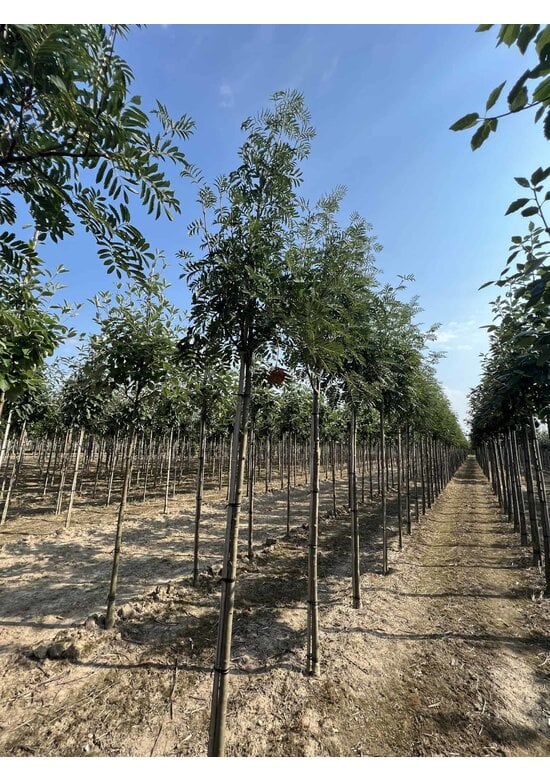 Vogelbeere 'Asplenifolia' | Sorbus aucuparia 'Asplenifolia'