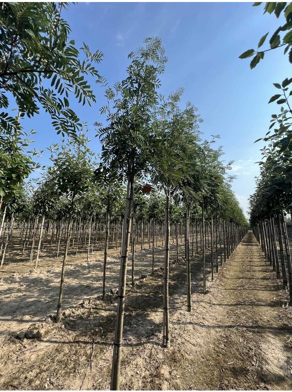 Eberesche - Vogelbeere 'Asplenifolia' | Sorbus aucuparia 'Asplenifolia' Eberesche - Vogelbeere 'Asplenifolia' | Sorbus aucuparia 'Asplenifolia'