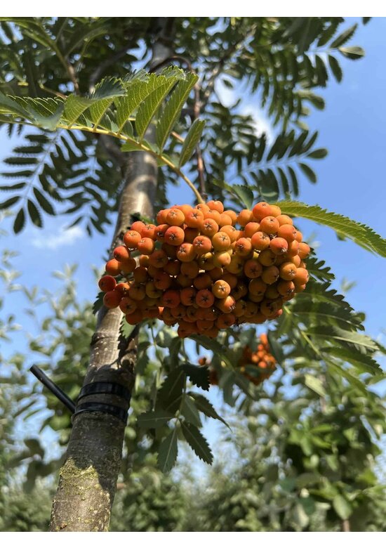Vogelbeere 'Asplenifolia' | Sorbus aucuparia 'Asplenifolia'