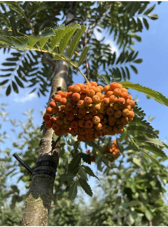 Eberesche - Vogelbeere 'Asplenifolia' | Sorbus aucuparia 'Asplenifolia' Eberesche - Vogelbeere 'Asplenifolia' | Sorbus aucuparia 'Asplenifolia'