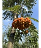 Vogelbeere 'Asplenifolia' | Sorbus aucuparia 'Asplenifolia'