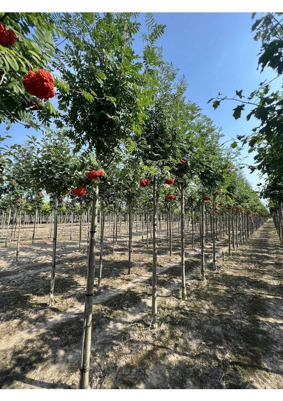 Essbare Eberesche 'Edulis' | Sorbus aucuparia 'Edulis'