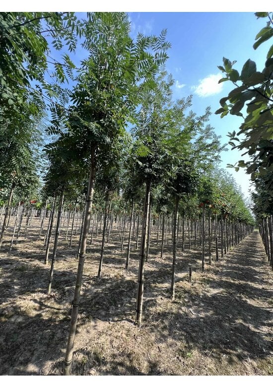 Vogelbeere - Eberesche | Sorbus aucuparia