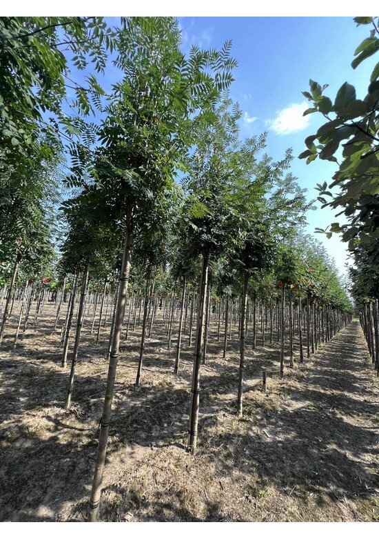 Vogelbeere - Eberesche | Sorbus aucuparia