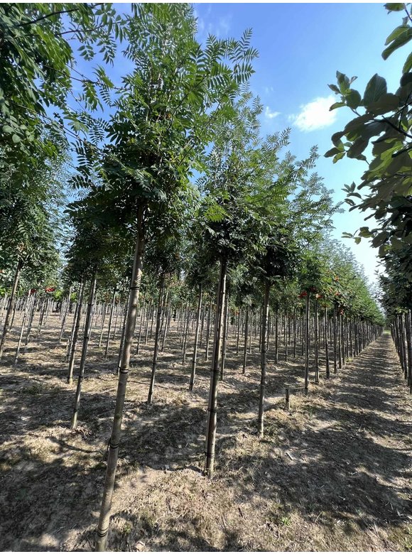 Vogelbeere-Eberesche | Sorbus aucuparia Vogelbeere-Eberesche | Sorbus aucuparia