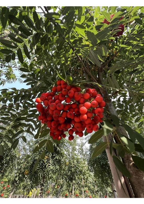 Vogelbeere - Eberesche | Sorbus aucuparia