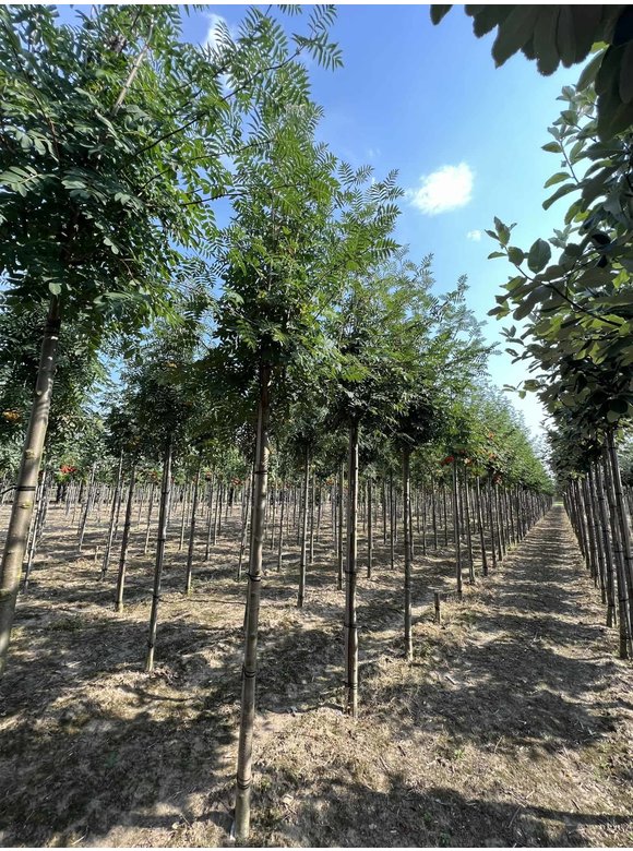 Vogelbeere-Eberesche | Sorbus aucuparia Vogelbeere-Eberesche | Sorbus aucuparia