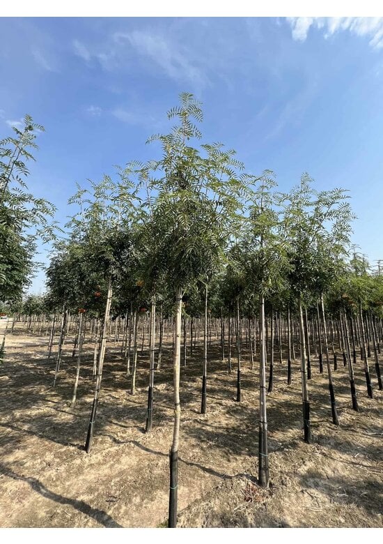 Eberesche 'Dodong' | Sorbus 'Dodong'