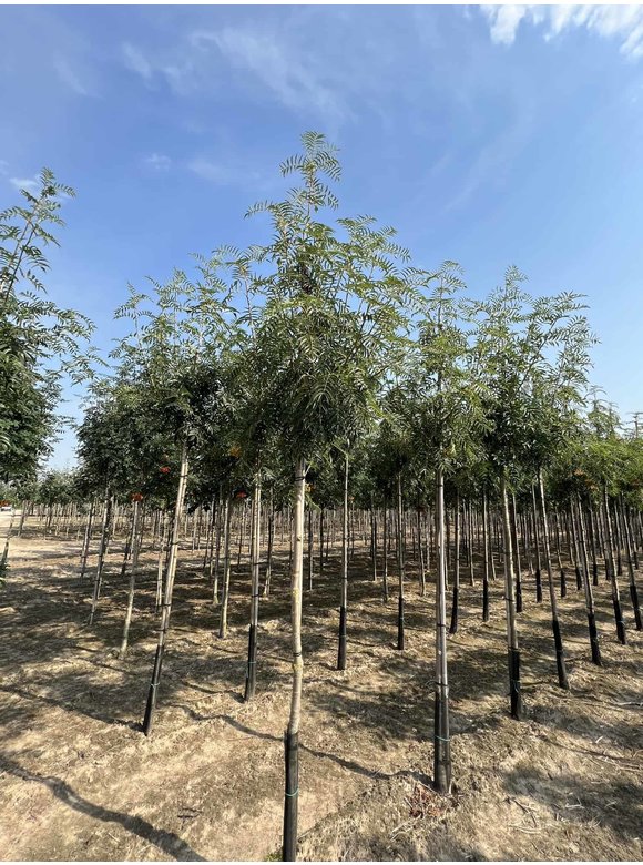 Eberesche 'Dodong' | Sorbus 'Dodong' Eberesche 'Dodong' | Sorbus 'Dodong'
