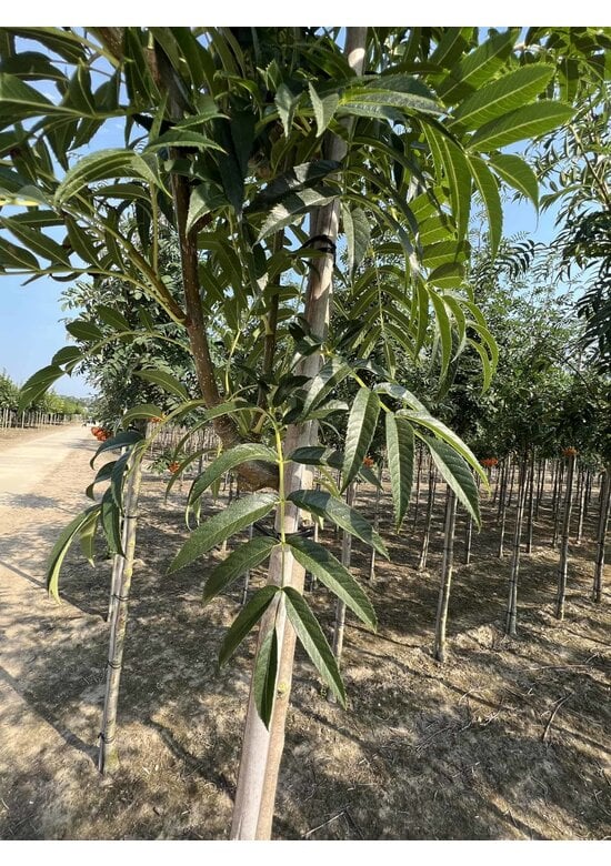 Eberesche 'Dodong' | Sorbus 'Dodong'