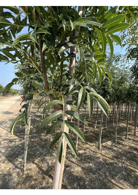 Eberesche 'Dodong' | Sorbus 'Dodong'