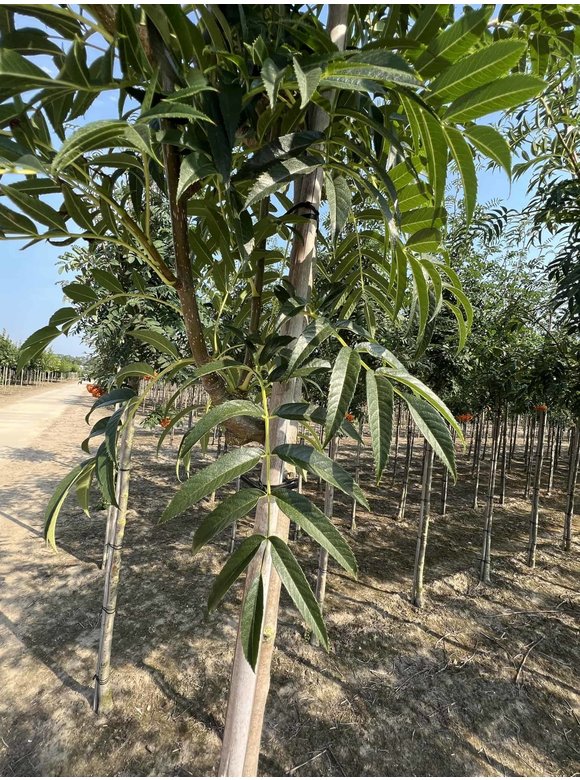 Eberesche 'Dodong' | Sorbus 'Dodong' Eberesche 'Dodong' | Sorbus 'Dodong'