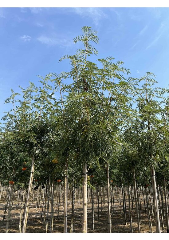 Eberesche 'Dodong' | Sorbus 'Dodong'