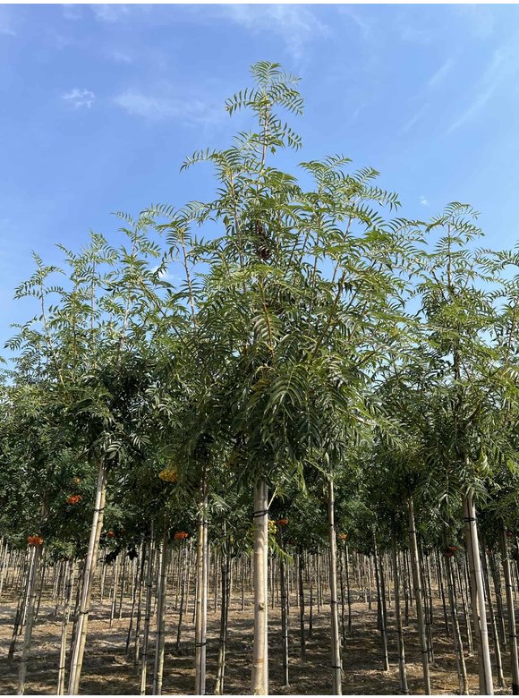 Eberesche 'Dodong' | Sorbus 'Dodong' Eberesche 'Dodong' | Sorbus 'Dodong'