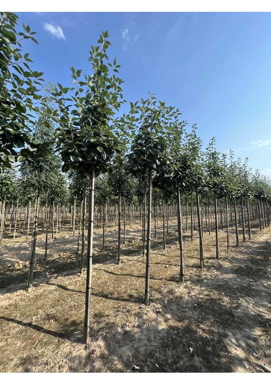 Breitblättrige Mehlbeere 'Henk Vink' | Sorbus latifolia 'Henk Vink'