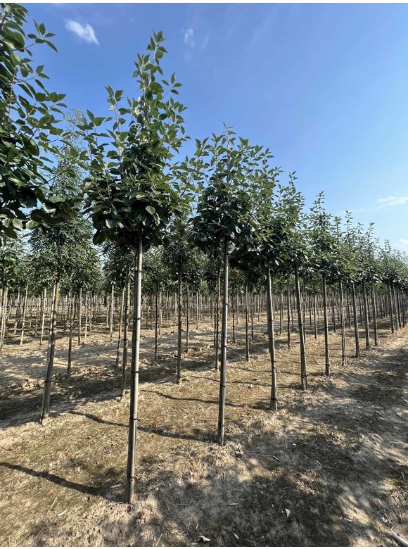 Breitblättrige Mehlbeere 'Henk Vink' | Sorbus latifolia 'Henk Vink' Breitblättrige Mehlbeere 'Henk Vink' | Sorbus latifolia 'Henk Vink'