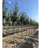 Breitblättrige Mehlbeere 'Henk Vink' | Sorbus latifolia 'Henk Vink'