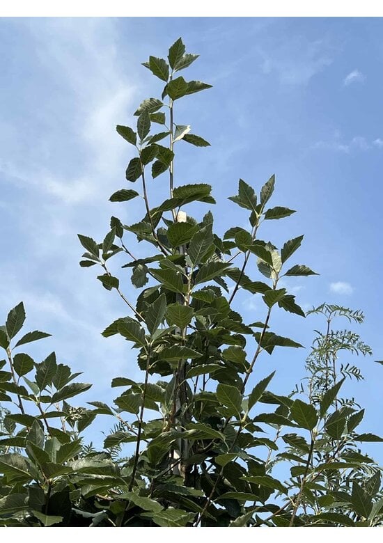 Breitblättrige Mehlbeere 'Henk Vink' | Sorbus latifolia 'Henk Vink'