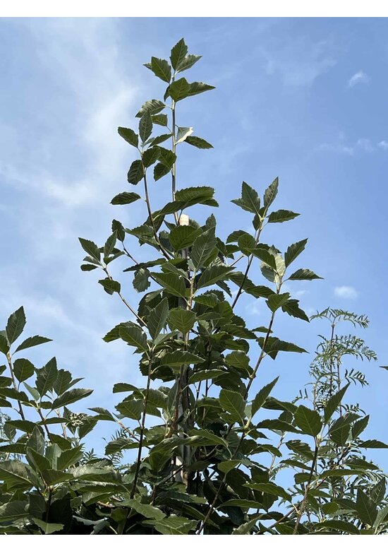 Breitblättrige Mehlbeere 'Henk Vink' | Sorbus latifolia 'Henk Vink'