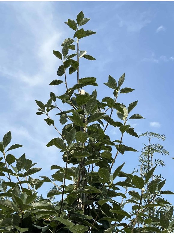Breitblättrige Mehlbeere 'Henk Vink' | Sorbus latifolia 'Henk Vink' Breitblättrige Mehlbeere 'Henk Vink' | Sorbus latifolia 'Henk Vink'