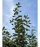 Breitblättrige Mehlbeere 'Henk Vink' | Sorbus latifolia 'Henk Vink'