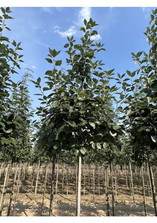 Breitblättrige Mehlbeere 'Henk Vink' | Sorbus latifolia 'Henk Vink'