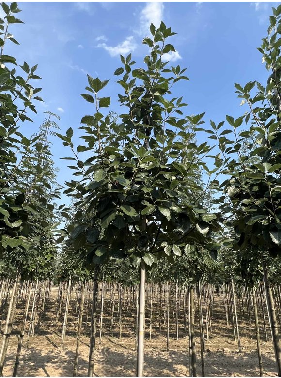 Breitblättrige Mehlbeere 'Henk Vink' | Sorbus latifolia 'Henk Vink' Breitblättrige Mehlbeere 'Henk Vink' | Sorbus latifolia 'Henk Vink'