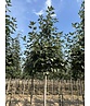 Breitblättrige Mehlbeere 'Henk Vink' | Sorbus latifolia 'Henk Vink'