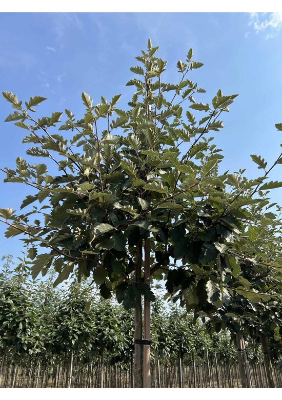 Säulen-Eberesche - Thüringische Mehlbeere 'Fastigiata' | Sorbus thuringiaca 'Fastigiata'