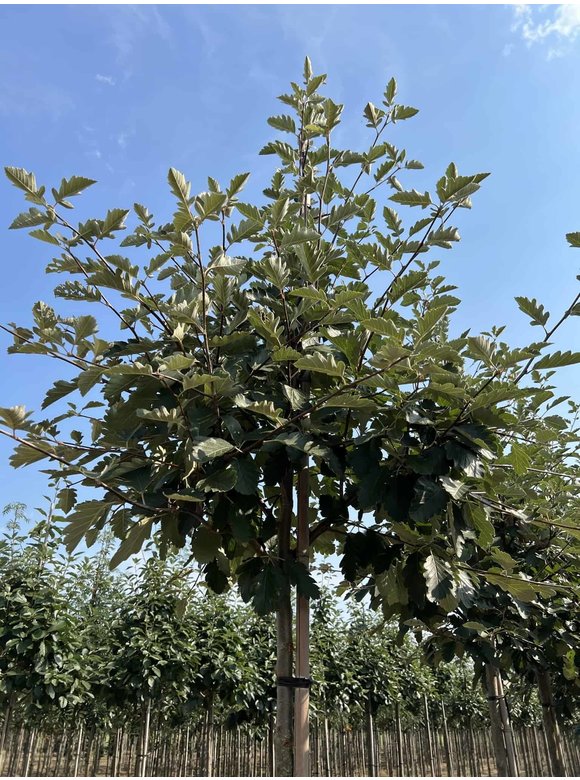 Säulen-Eberesche - Thüringische Mehlbeere 'Fastigiata' | Sorbus thuringiaca 'Fastigiata' Säulen-Eberesche - Thüringische Mehlbeere 'Fastigiata' | Sorbus thuringiaca 'Fastigiata'