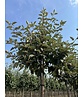 Säulen-Eberesche - Thüringische Mehlbeere 'Fastigiata' | Sorbus thuringiaca 'Fastigiata'
