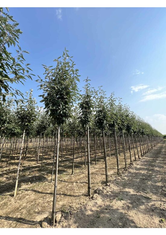 Säulen-Eberesche - Thüringische Mehlbeere 'Fastigiata' | Sorbus thuringiaca 'Fastigiata' Säulen-Eberesche - Thüringische Mehlbeere 'Fastigiata' | Sorbus thuringiaca 'Fastigiata'