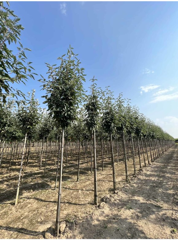 Säulen-Eberesche - Thüringische Mehlbeere 'Fastigiata' | Sorbus thuringiaca 'Fastigiata' Säulen-Eberesche - Thüringische Mehlbeere 'Fastigiata' | Sorbus thuringiaca 'Fastigiata'