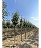Säulen-Eberesche - Thüringische Mehlbeere 'Fastigiata' | Sorbus thuringiaca 'Fastigiata'