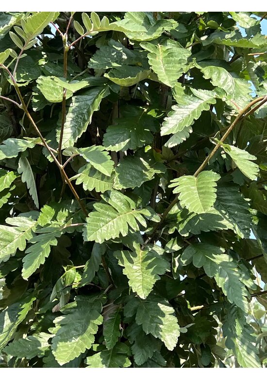 Säulen-Eberesche - Thüringische Mehlbeere 'Fastigiata' | Sorbus thuringiaca 'Fastigiata' Säulen-Eberesche - Thüringische Mehlbeere 'Fastigiata' | Sorbus thuringiaca 'Fastigiata'
