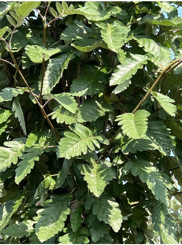 Säulen-Eberesche - Thüringische Mehlbeere 'Fastigiata' | Sorbus thuringiaca 'Fastigiata' Säulen-Eberesche - Thüringische Mehlbeere 'Fastigiata' | Sorbus thuringiaca 'Fastigiata'
