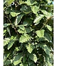 Säulen-Eberesche - Thüringische Mehlbeere 'Fastigiata' | Sorbus thuringiaca 'Fastigiata'