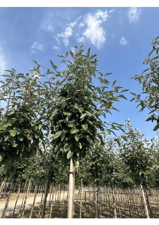 Säulen-Eberesche - Thüringische Mehlbeere 'Fastigiata' | Sorbus thuringiaca 'Fastigiata'