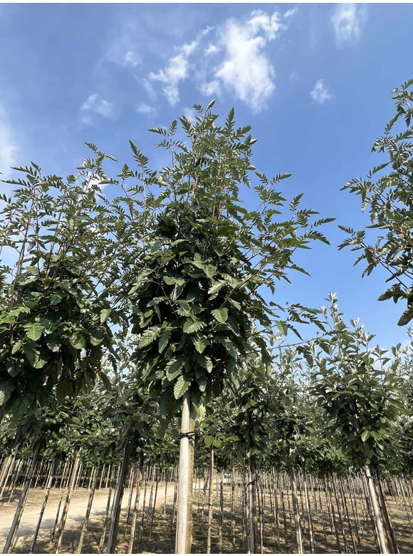 Säulen-Eberesche - Thüringische Mehlbeere 'Fastigiata' | Sorbus thuringiaca 'Fastigiata' Säulen-Eberesche - Thüringische Mehlbeere 'Fastigiata' | Sorbus thuringiaca 'Fastigiata'