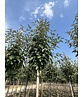 Säulen-Eberesche - Thüringische Mehlbeere 'Fastigiata' | Sorbus thuringiaca 'Fastigiata'