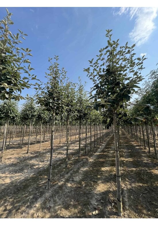 Säulen-Eberesche - Thüringische Mehlbeere 'Fastigiata' | Sorbus thuringiaca 'Fastigiata'