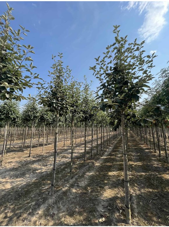 Säulen-Eberesche - Thüringische Mehlbeere 'Fastigiata' | Sorbus thuringiaca 'Fastigiata' Säulen-Eberesche - Thüringische Mehlbeere 'Fastigiata' | Sorbus thuringiaca 'Fastigiata'