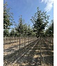 Säulen-Eberesche - Thüringische Mehlbeere 'Fastigiata' | Sorbus thuringiaca 'Fastigiata'