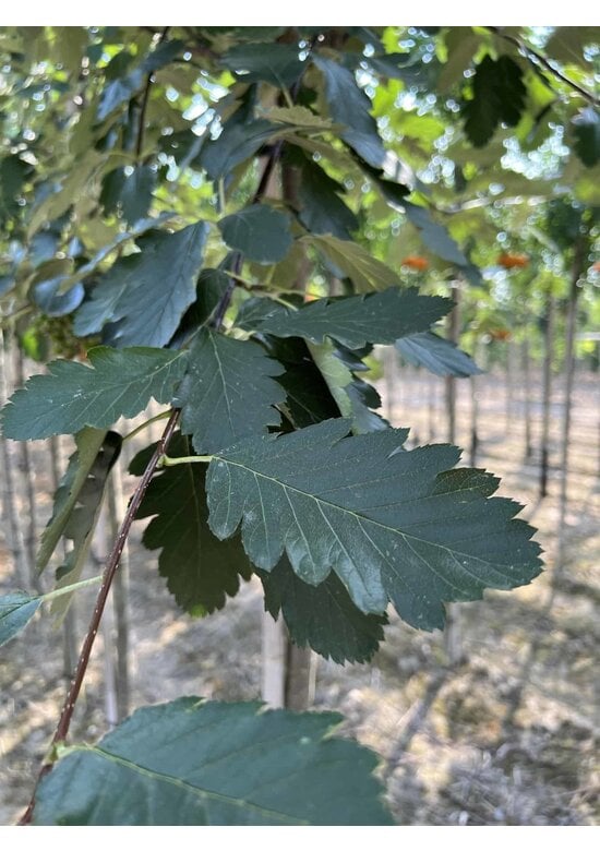Säulen-Eberesche - Thüringische Mehlbeere 'Fastigiata' | Sorbus thuringiaca 'Fastigiata'