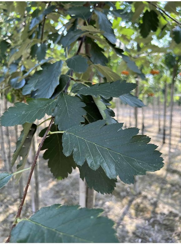 Säulen-Eberesche - Thüringische Mehlbeere 'Fastigiata' | Sorbus thuringiaca 'Fastigiata' Säulen-Eberesche - Thüringische Mehlbeere 'Fastigiata' | Sorbus thuringiaca 'Fastigiata'