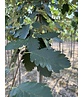 Säulen-Eberesche - Thüringische Mehlbeere 'Fastigiata' | Sorbus thuringiaca 'Fastigiata'