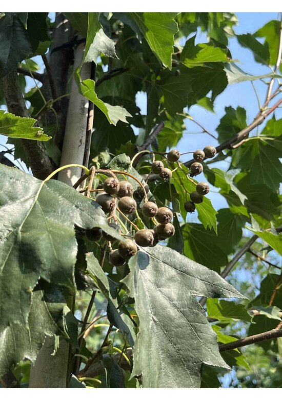 Elsbeere | Sorbus torminalis Elsbeere | Sorbus torminalis