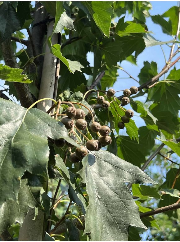 Elsbeere | Sorbus torminalis Elsbeere | Sorbus torminalis