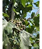 Elsbeere | Sorbus torminalis Elsbeere | Sorbus torminalis